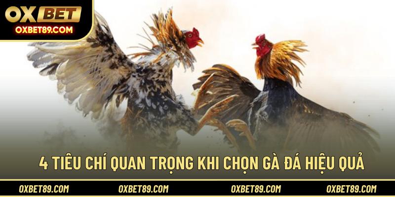 4 tiêu chí quan trọng khi chọn gà đá hiệu quả