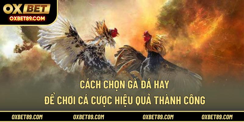 Cách chọn gà đá hay