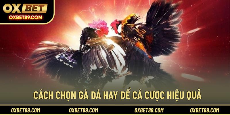 Cách chọn gà đá hay để cá cược hiệu quả