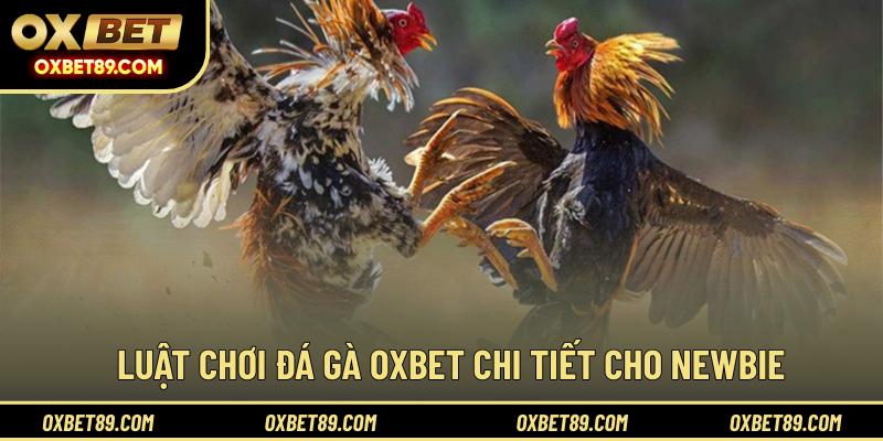 Luật chơi đá gà OXBET chi tiết cho newbie