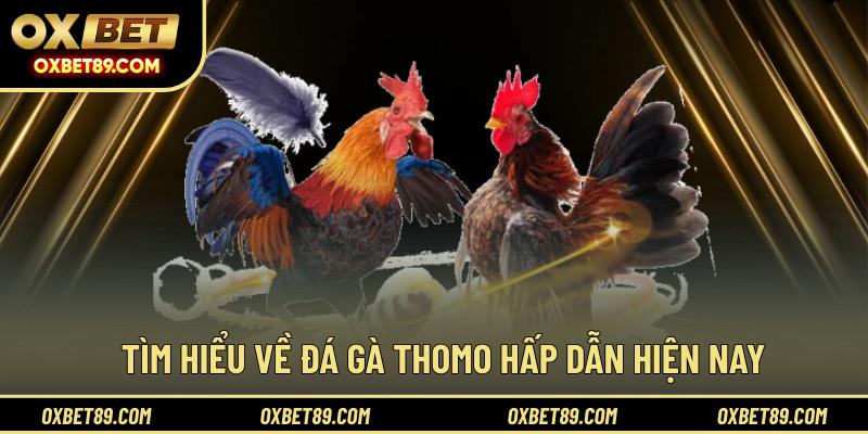 Tìm hiểu về đá gà Thomo hấp dẫn hiện nay