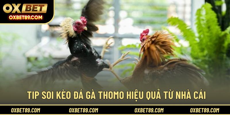 Tip soi kèo đá gà Thomo hiệu quả từ nhà cái