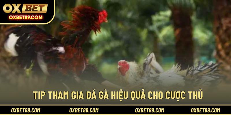 Tip tham gia đá gà hiệu quả cho cược thủ